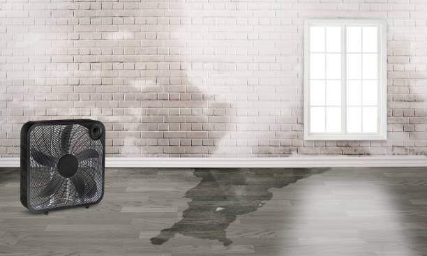 Best Flooded house restoration  in Danvers, IL